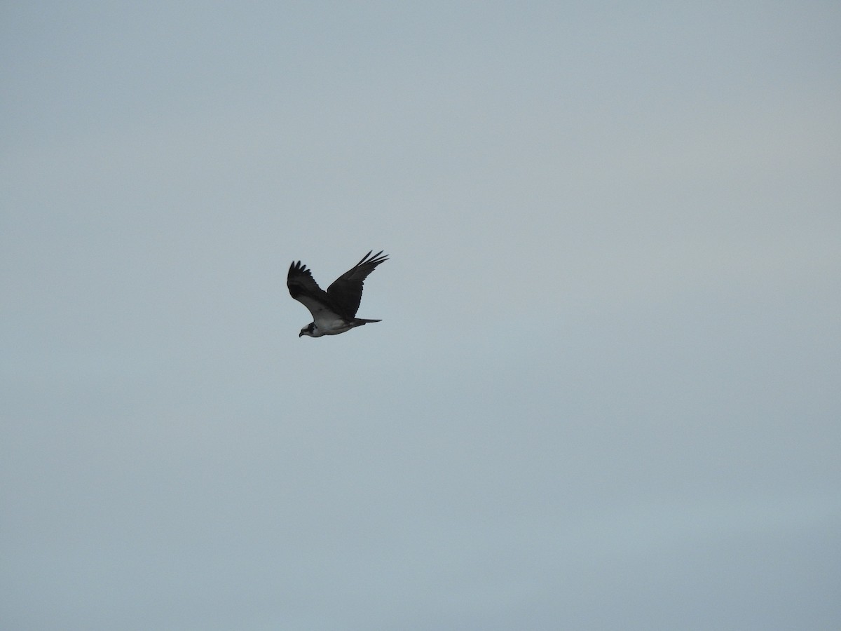 Osprey - ML642367328