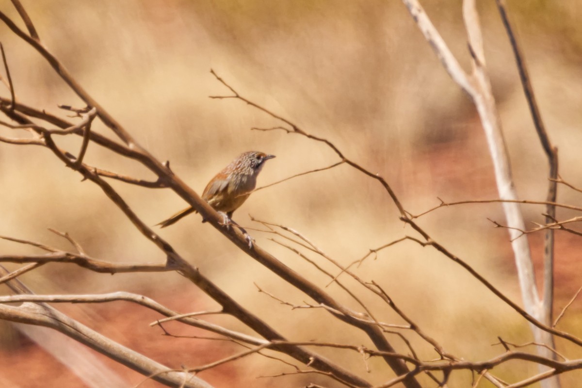 Pilbara Grasswren - ML642367330