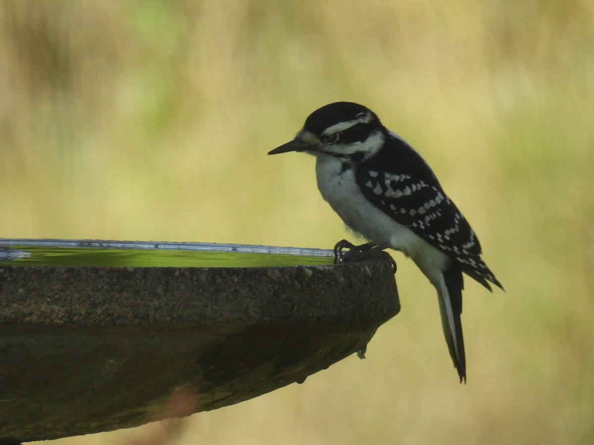 Hairy Woodpecker - ML642367360