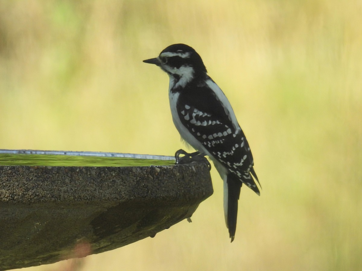 Hairy Woodpecker - ML642367362