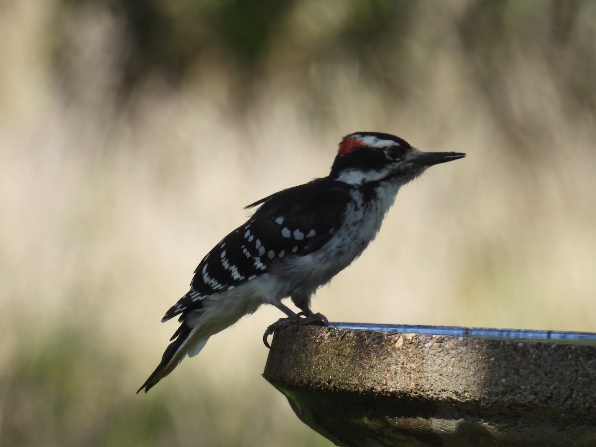 Hairy Woodpecker - ML642367363