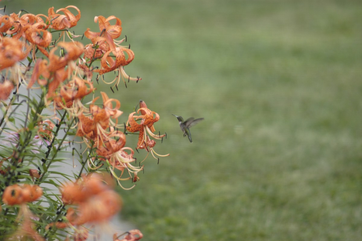 Ruby-throated Hummingbird - ML642367365