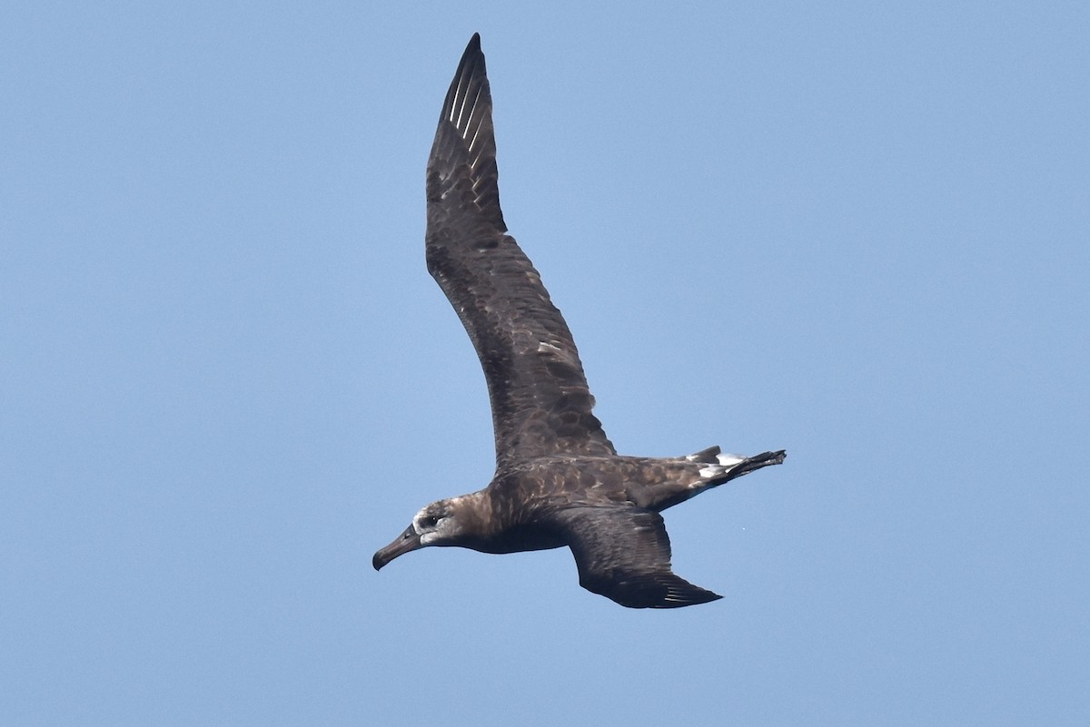 Schwarzfußalbatros - ML642367376