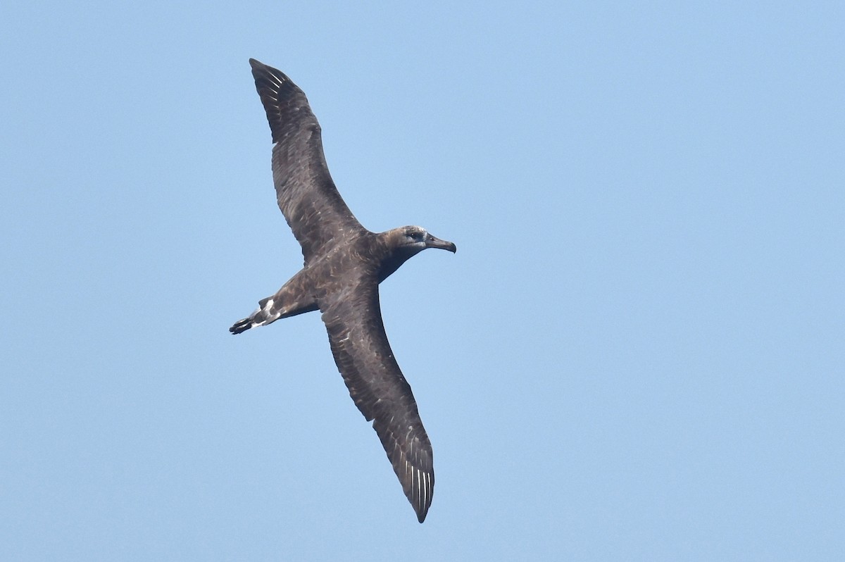 Schwarzfußalbatros - ML642367377