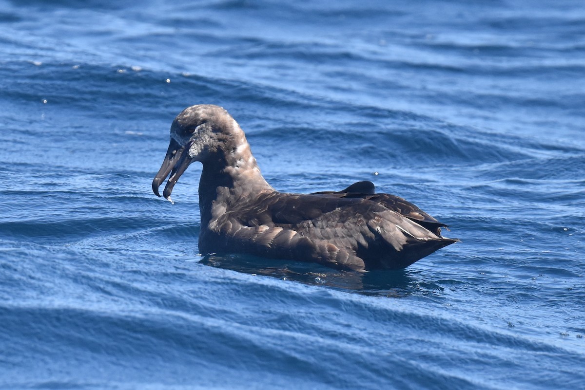Schwarzfußalbatros - ML642367378