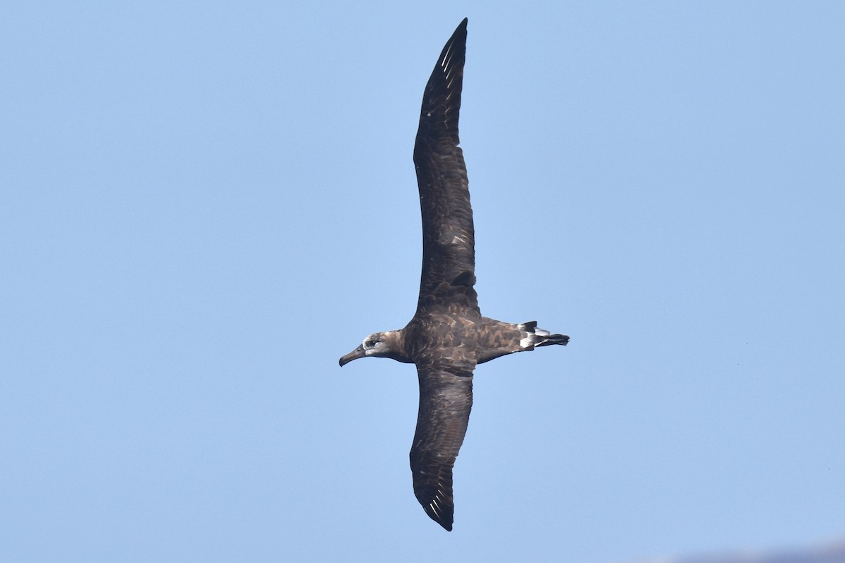 Schwarzfußalbatros - ML642367379
