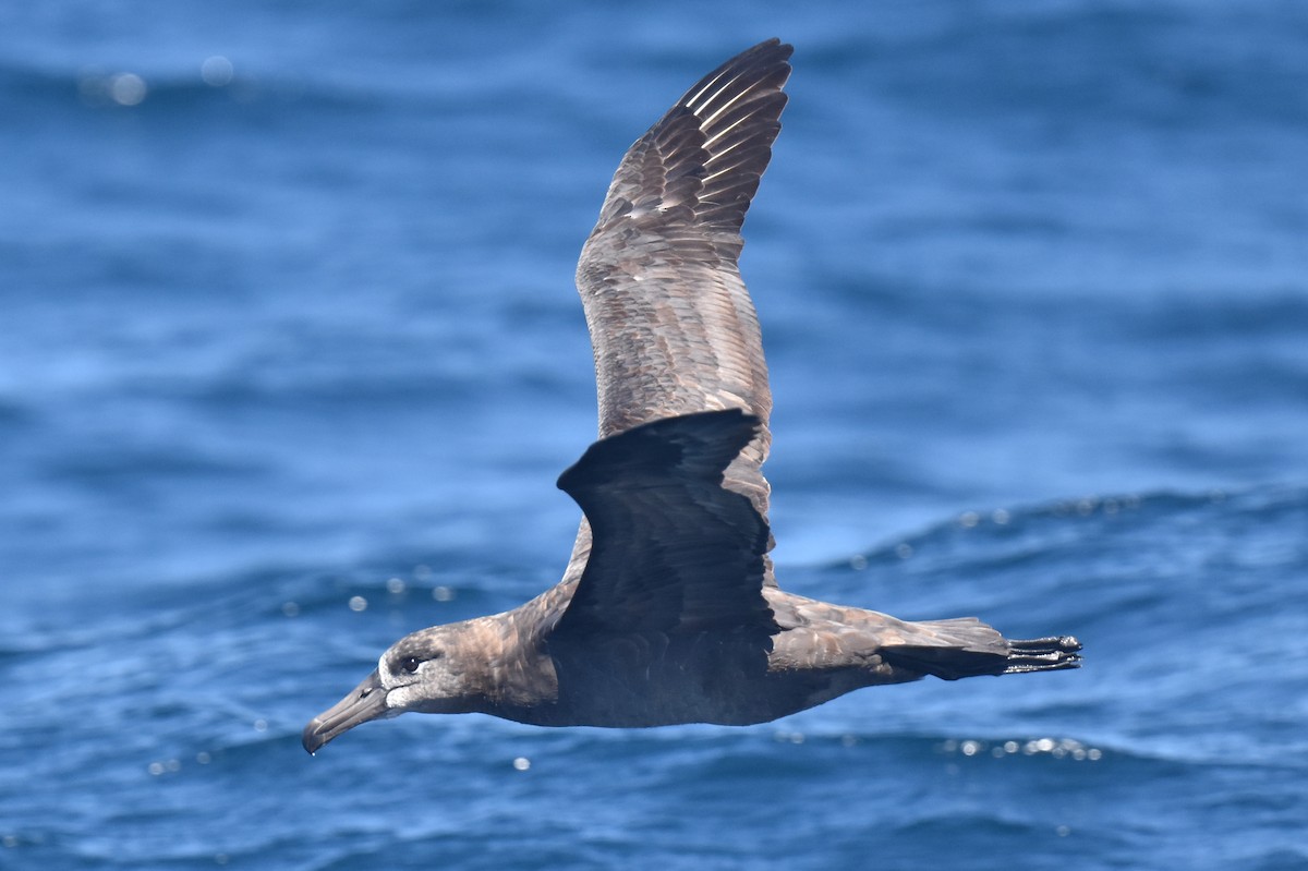 Schwarzfußalbatros - ML642367380
