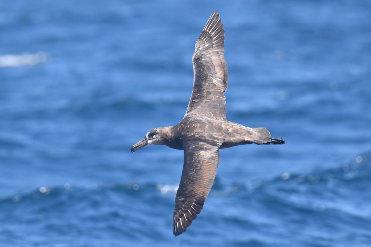Schwarzfußalbatros - ML642367381