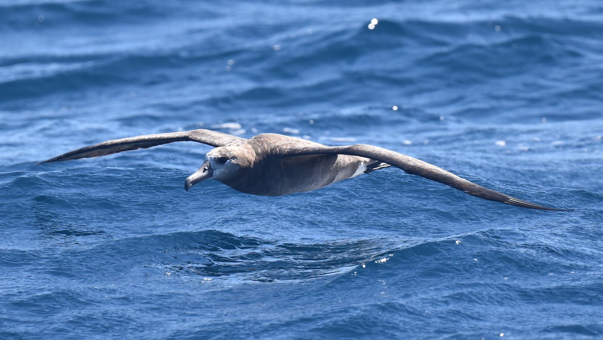 Schwarzfußalbatros - ML642367382