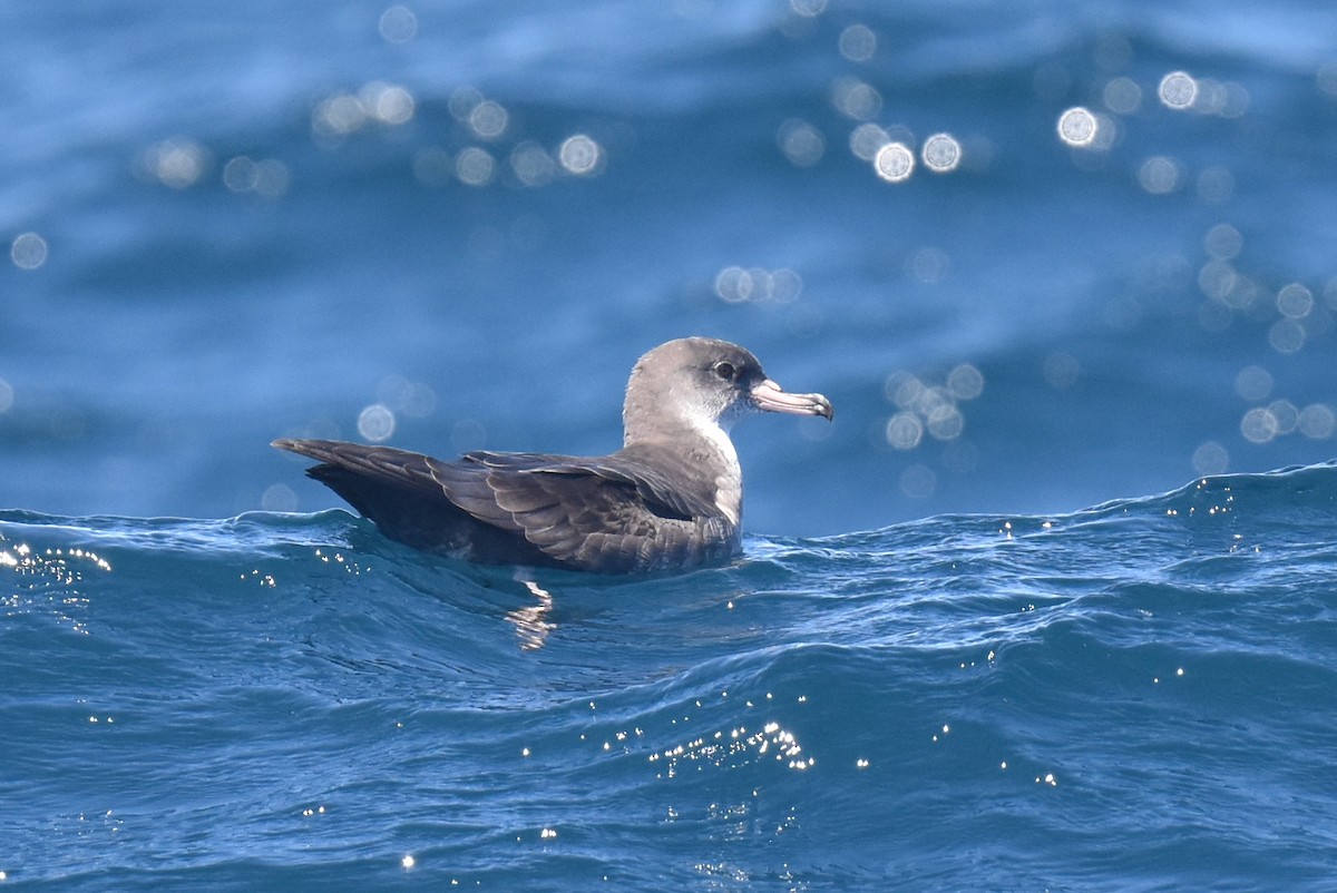 Pink-footed Shearwater - ML642367385