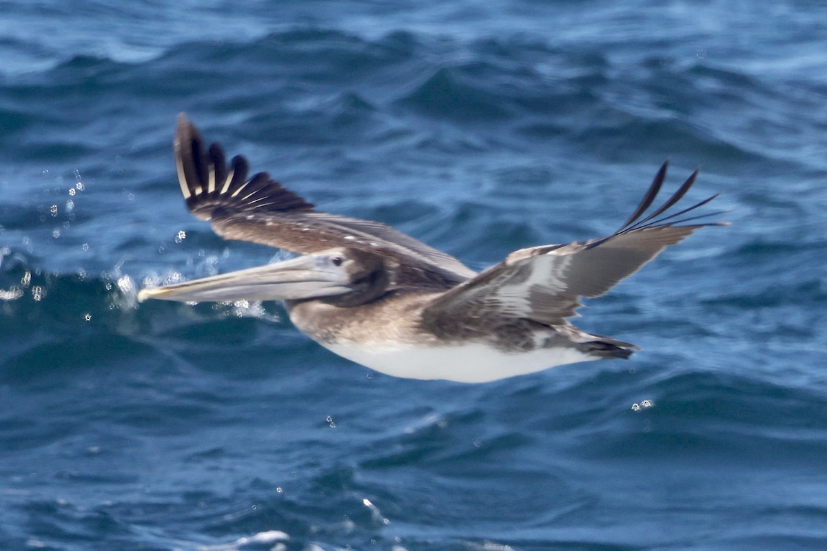 brunpelikan (californicus) - ML642367397