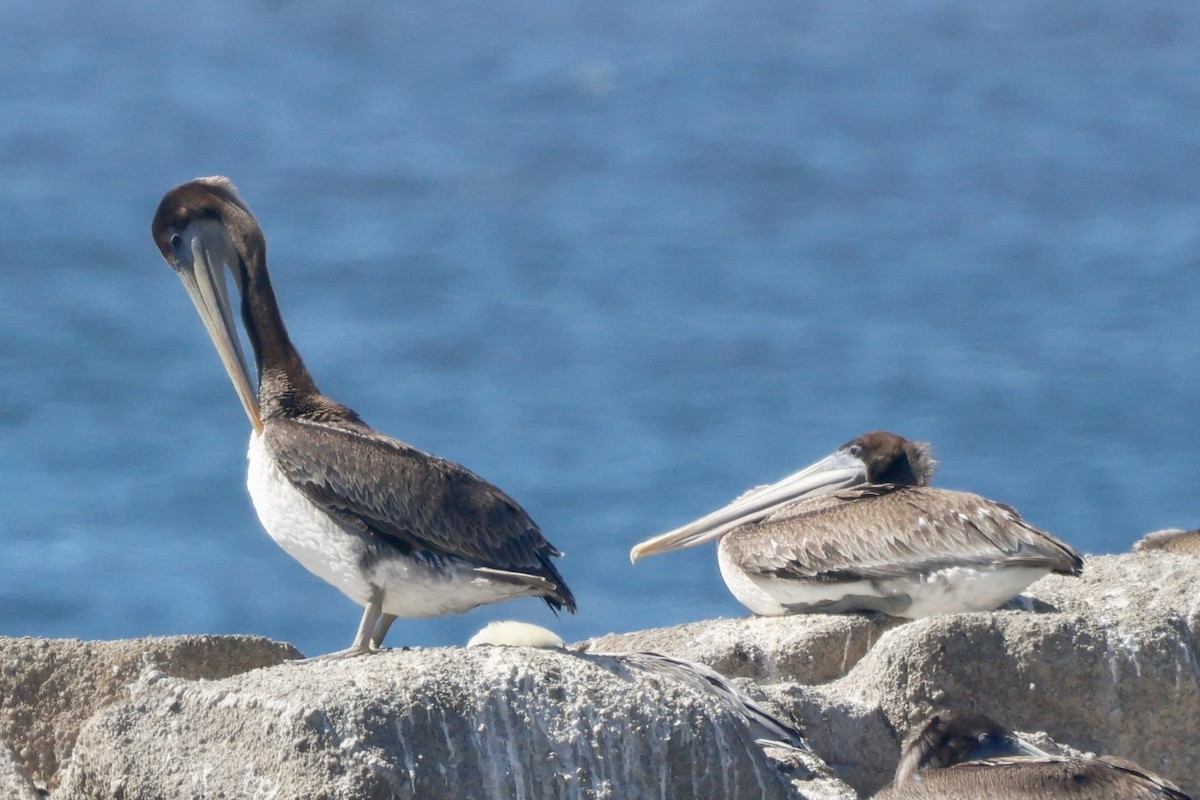 brunpelikan (californicus) - ML642367398