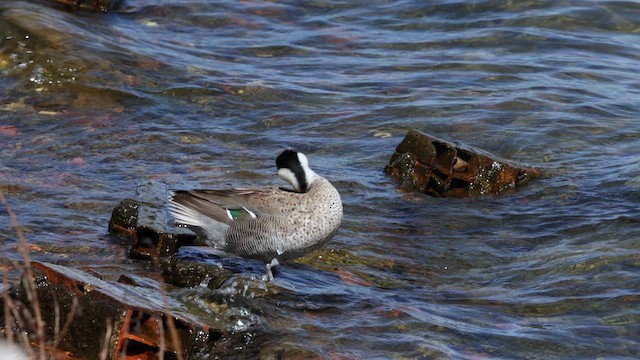 Puna Teal - ML642367406