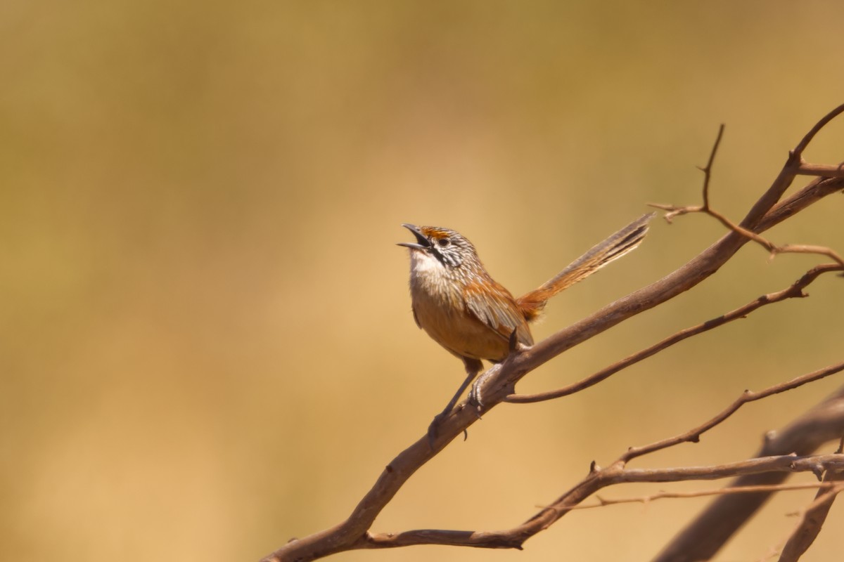 Pilbara Grasswren - ML642367407