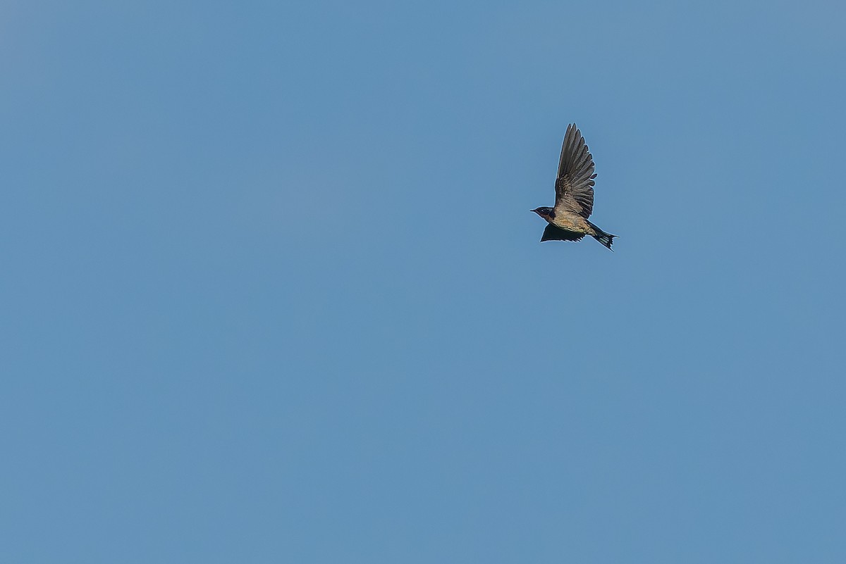 Angola Swallow - ML642367442