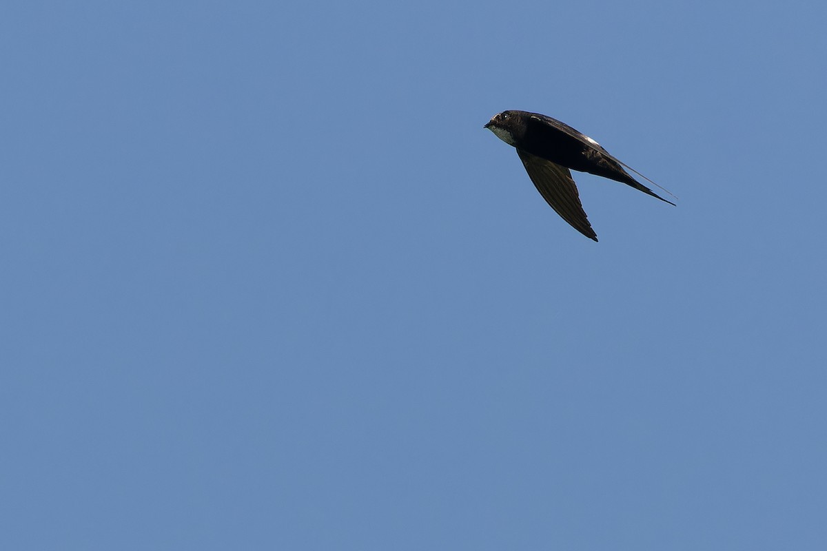 White-rumped Swift - ML642367460