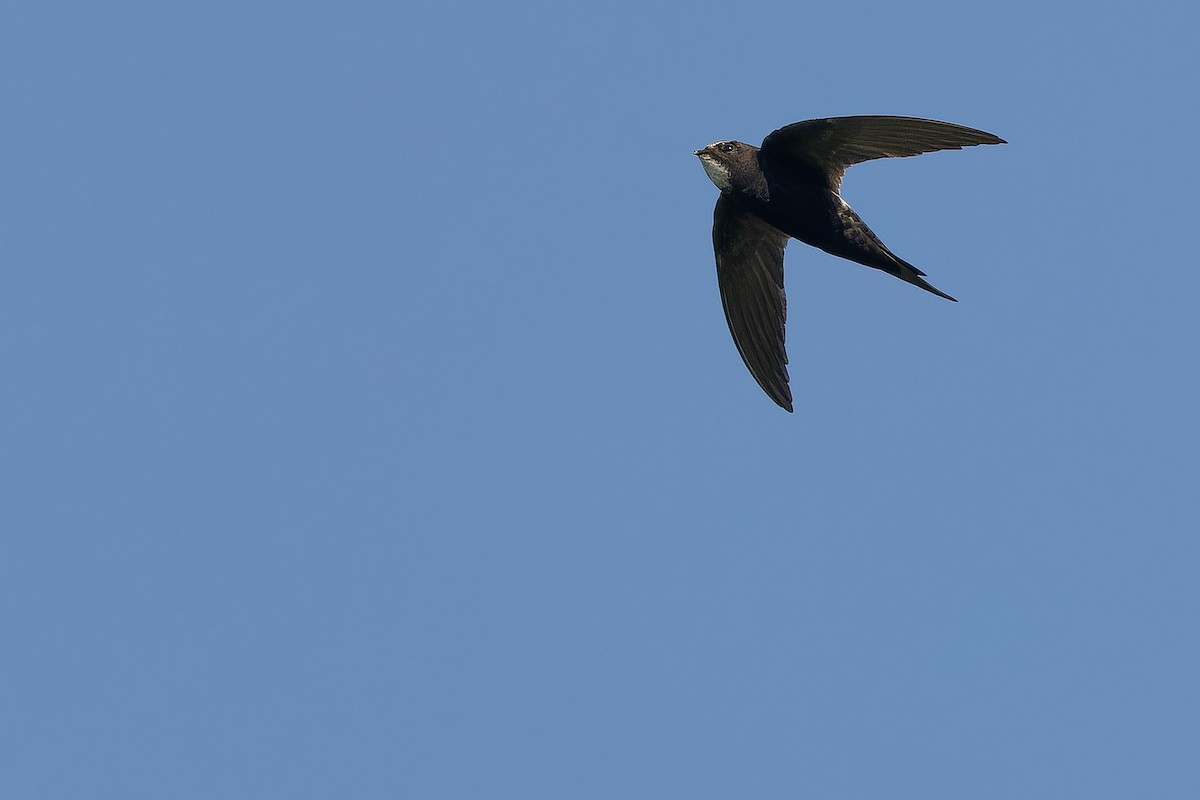 White-rumped Swift - ML642367461