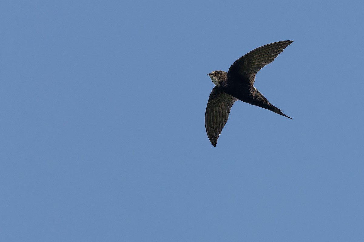 White-rumped Swift - ML642367462