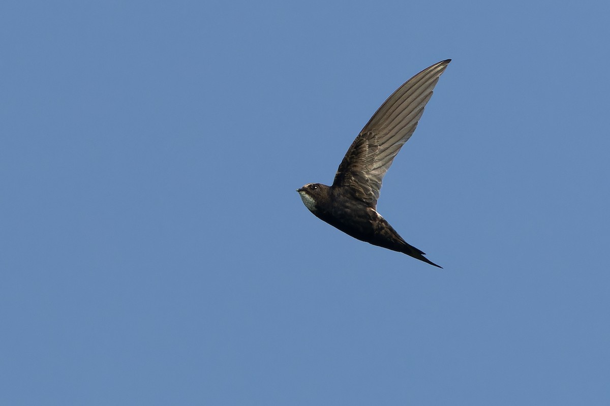 White-rumped Swift - ML642367463