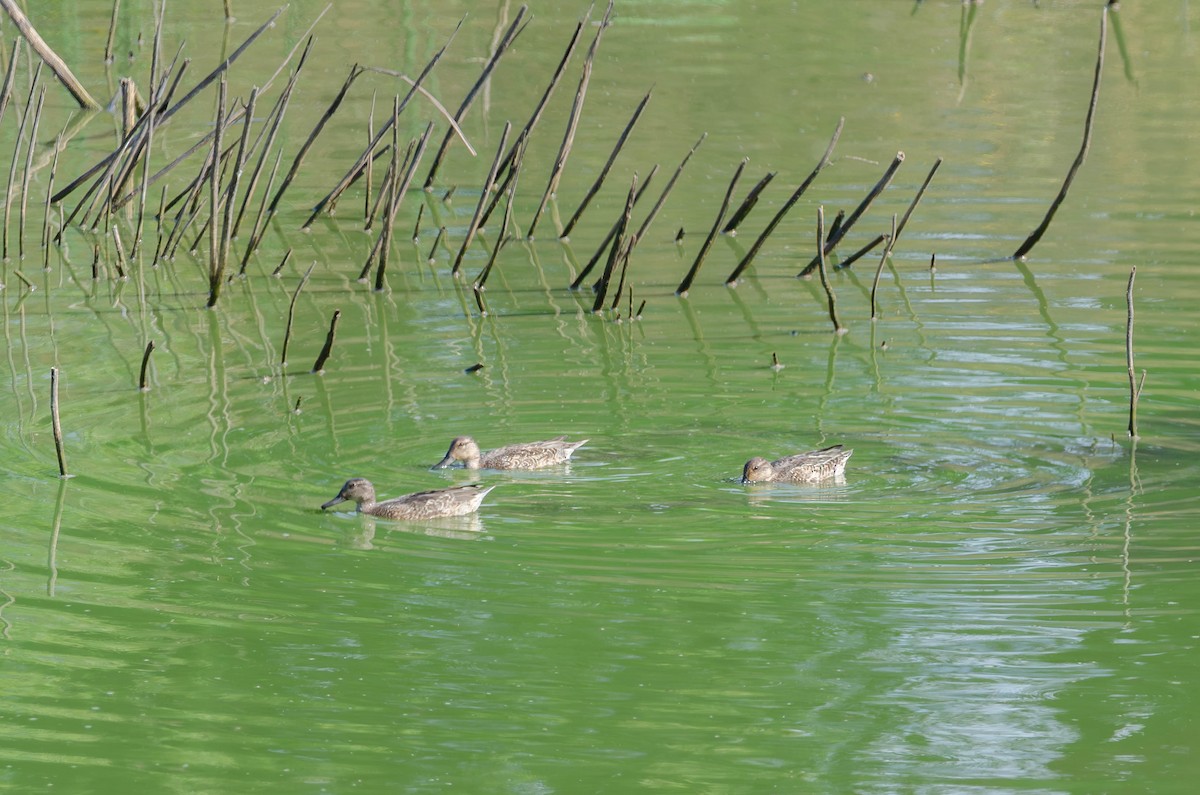 Green-winged Teal - ML642367464