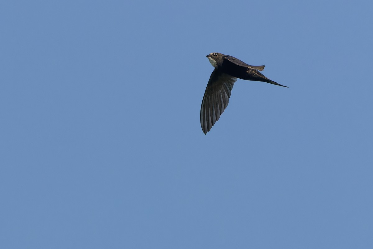 White-rumped Swift - ML642367465