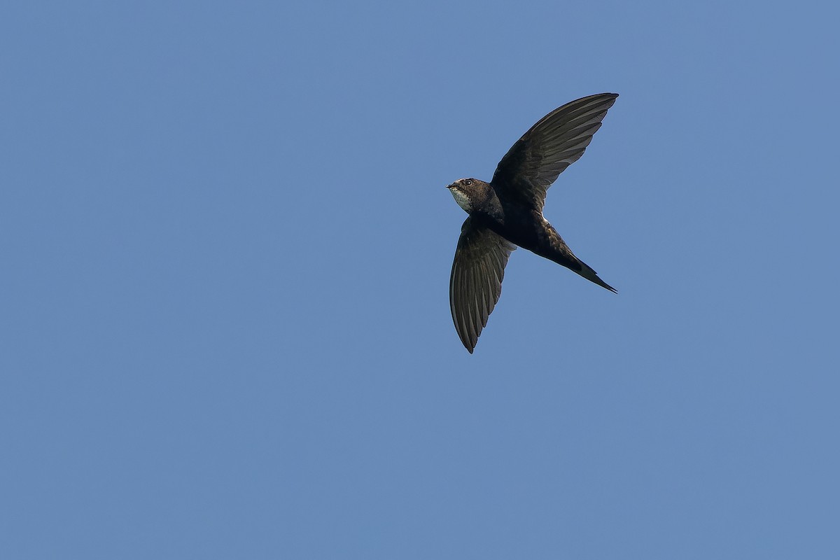 White-rumped Swift - ML642367466