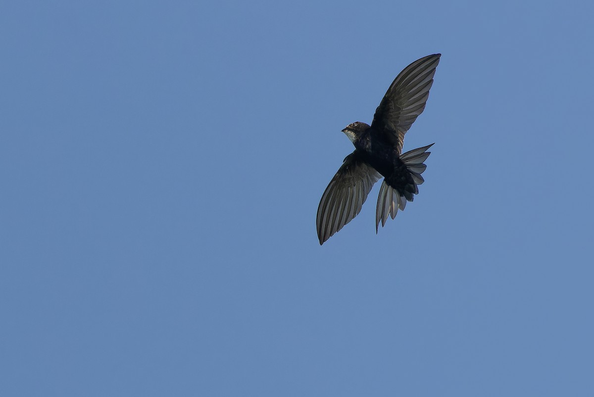 White-rumped Swift - ML642367467