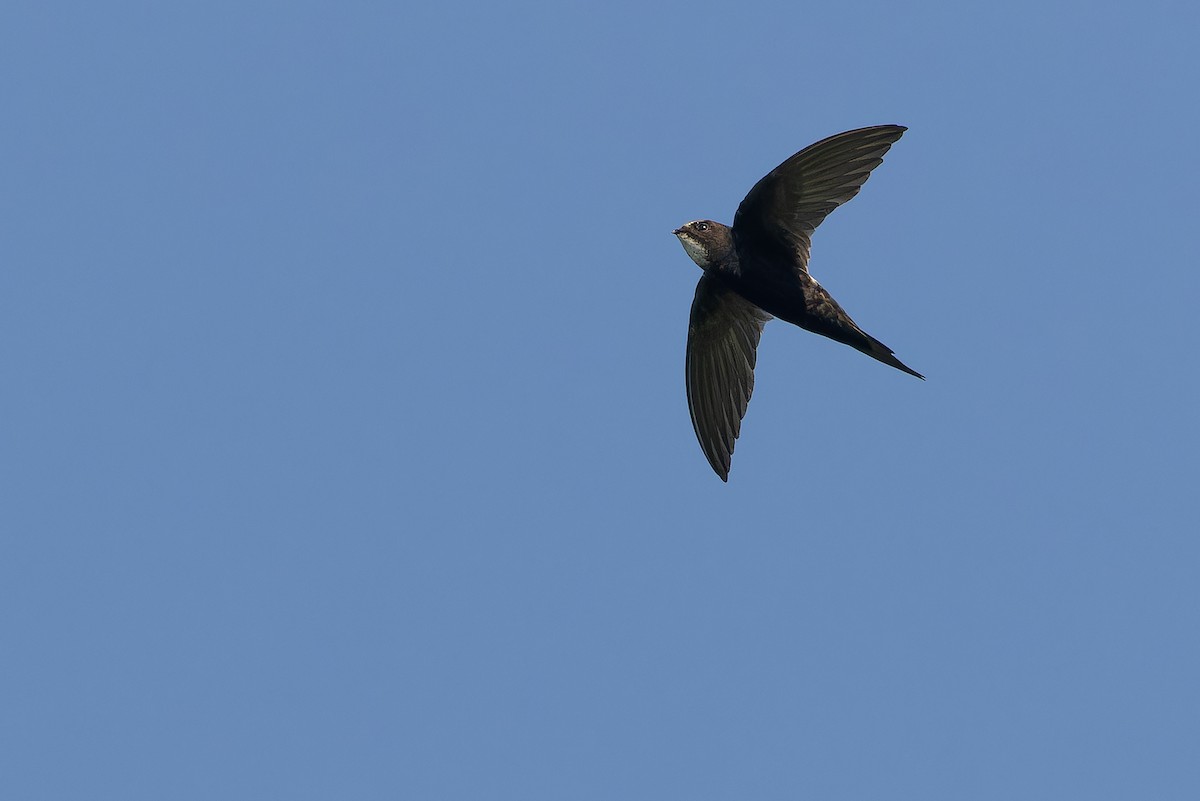 White-rumped Swift - ML642367468