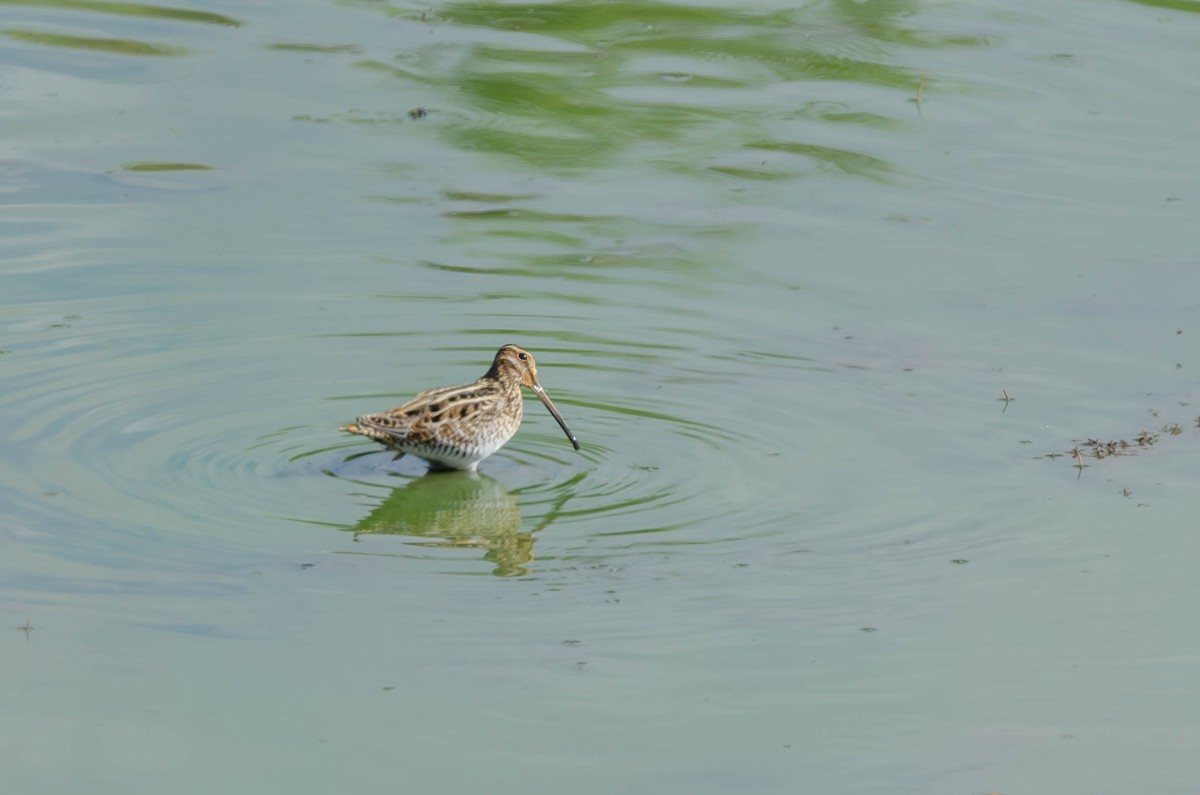 Wilson's Snipe - ML642367487