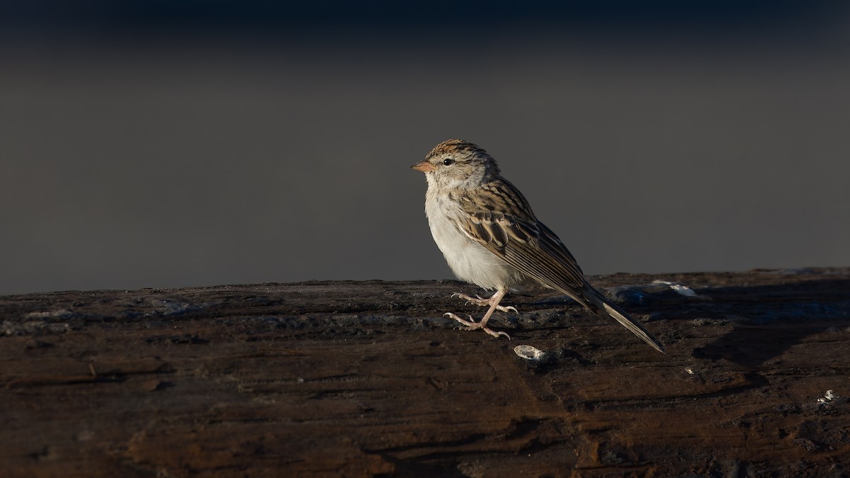 Chipping Sparrow - ML642367493