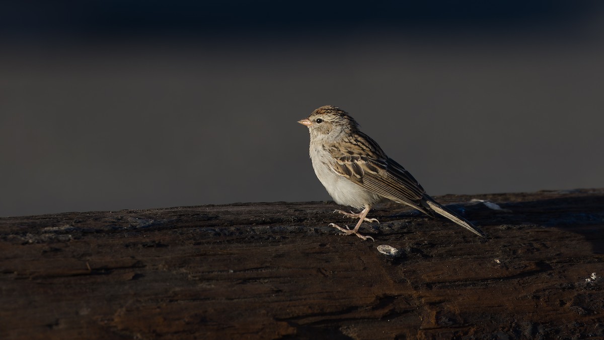 Chipping Sparrow - ML642367494