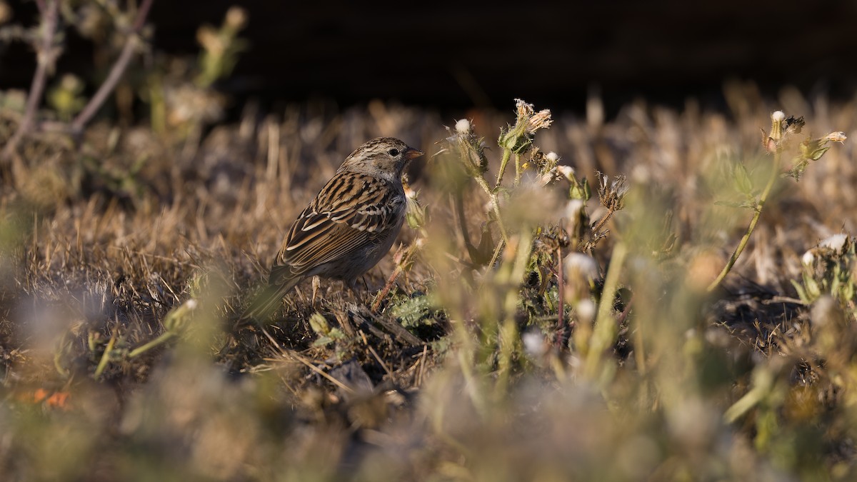 Chipping Sparrow - ML642367495