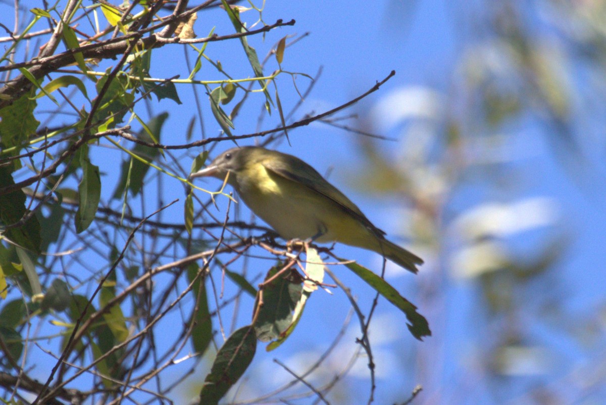 Yellow-green Vireo - ML642367498