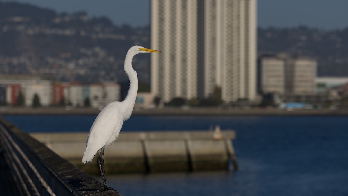 Great Egret - ML642367502