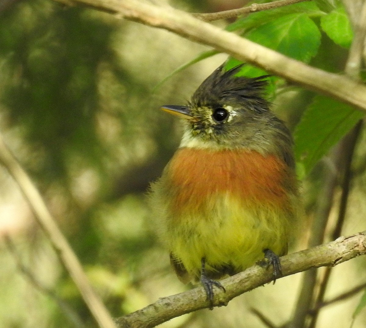 Belted Flycatcher - ML642367528