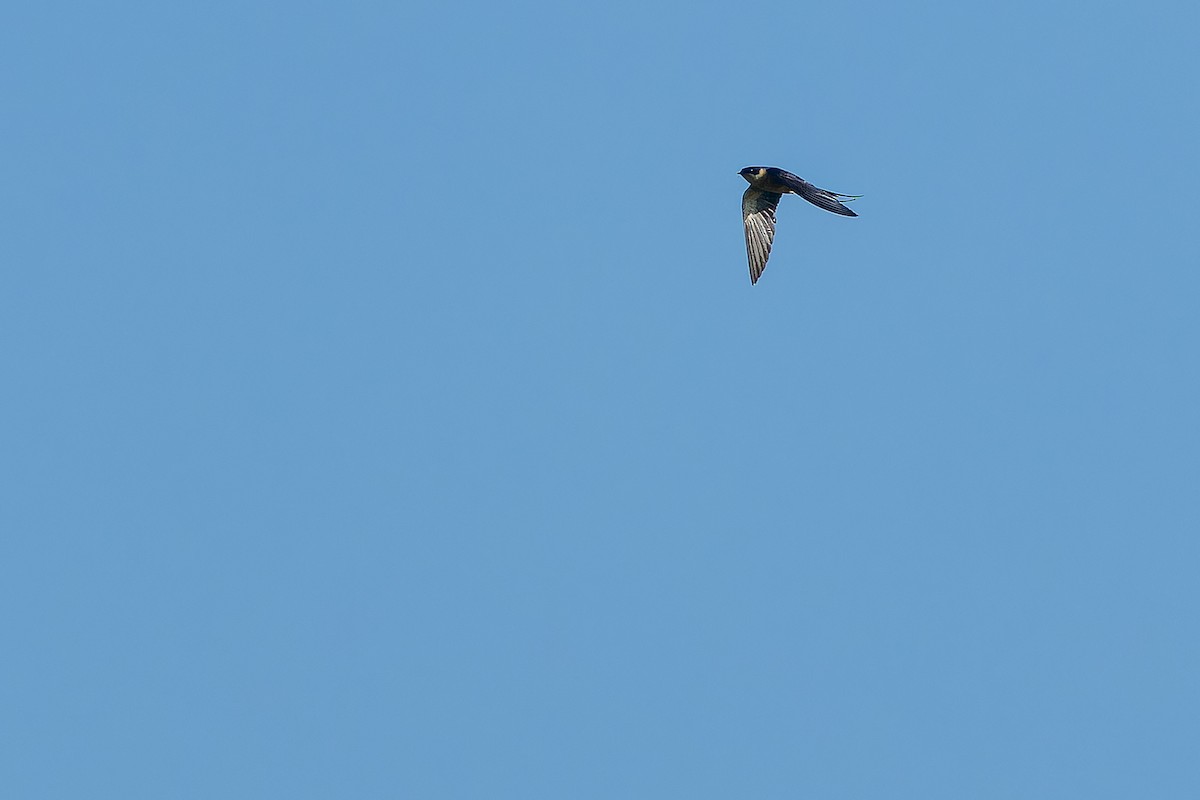 Rufous-chested Swallow - ML642367532