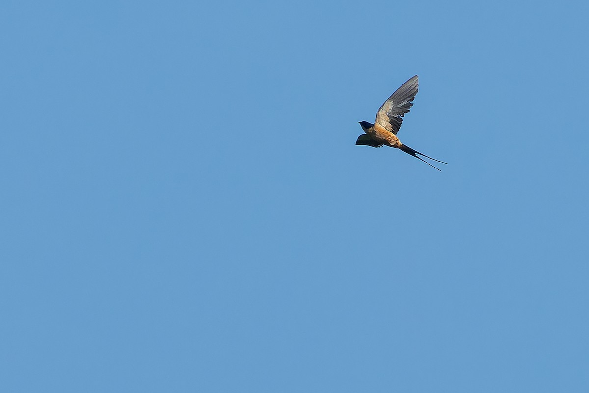 Rufous-chested Swallow - ML642367533