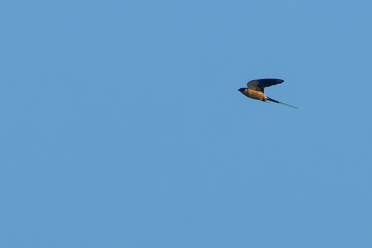 Rufous-chested Swallow - ML642367537