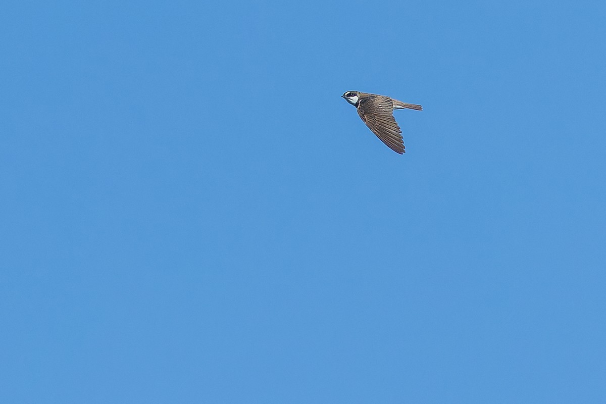břehule africká - ML642367551