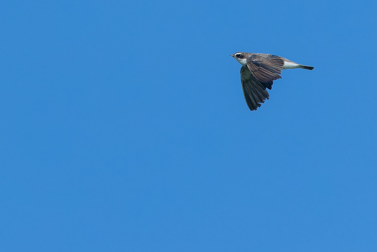 břehule africká - ML642367562