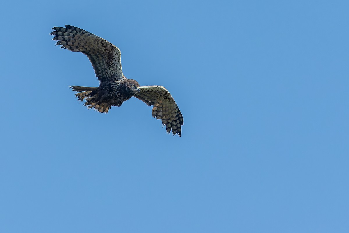 African Marsh Harrier - ML642367607