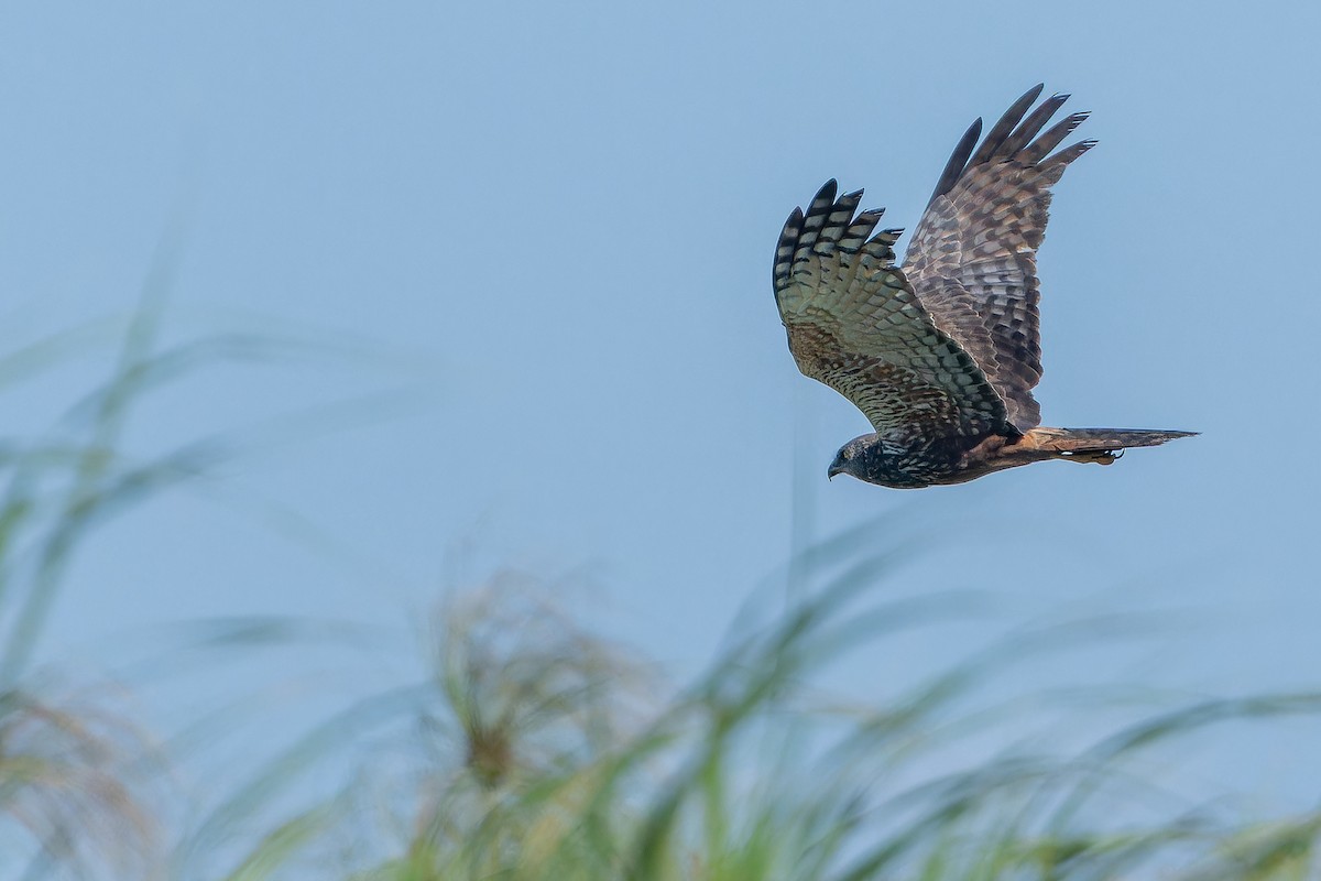 African Marsh Harrier - ML642367608