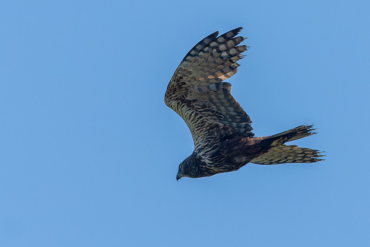 African Marsh Harrier - ML642367611