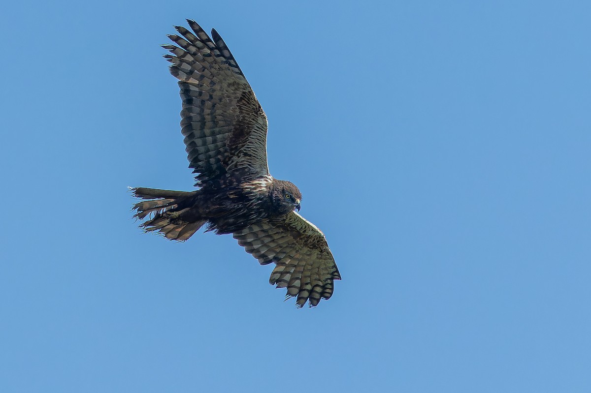 African Marsh Harrier - ML642367612