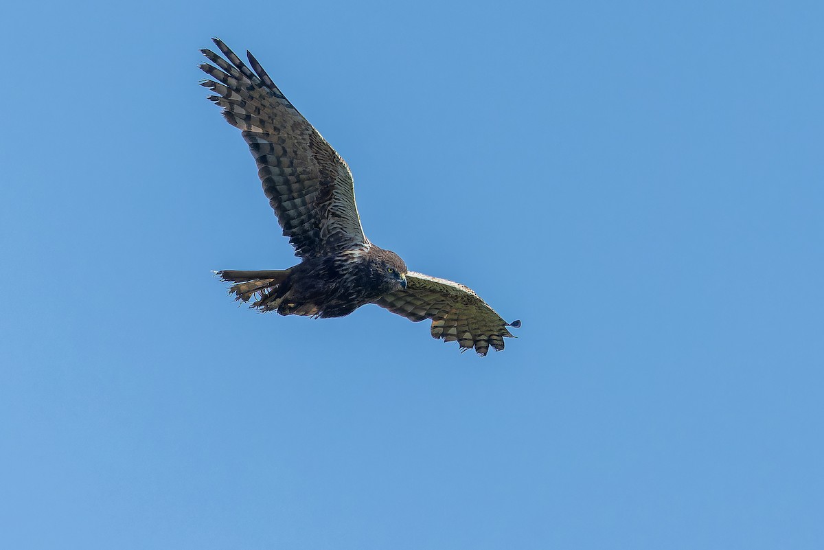 African Marsh Harrier - ML642367613