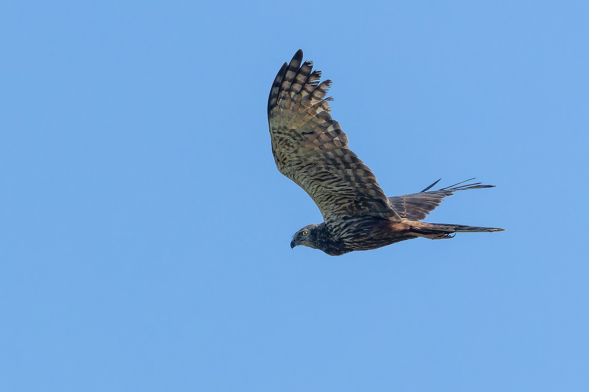African Marsh Harrier - ML642367614