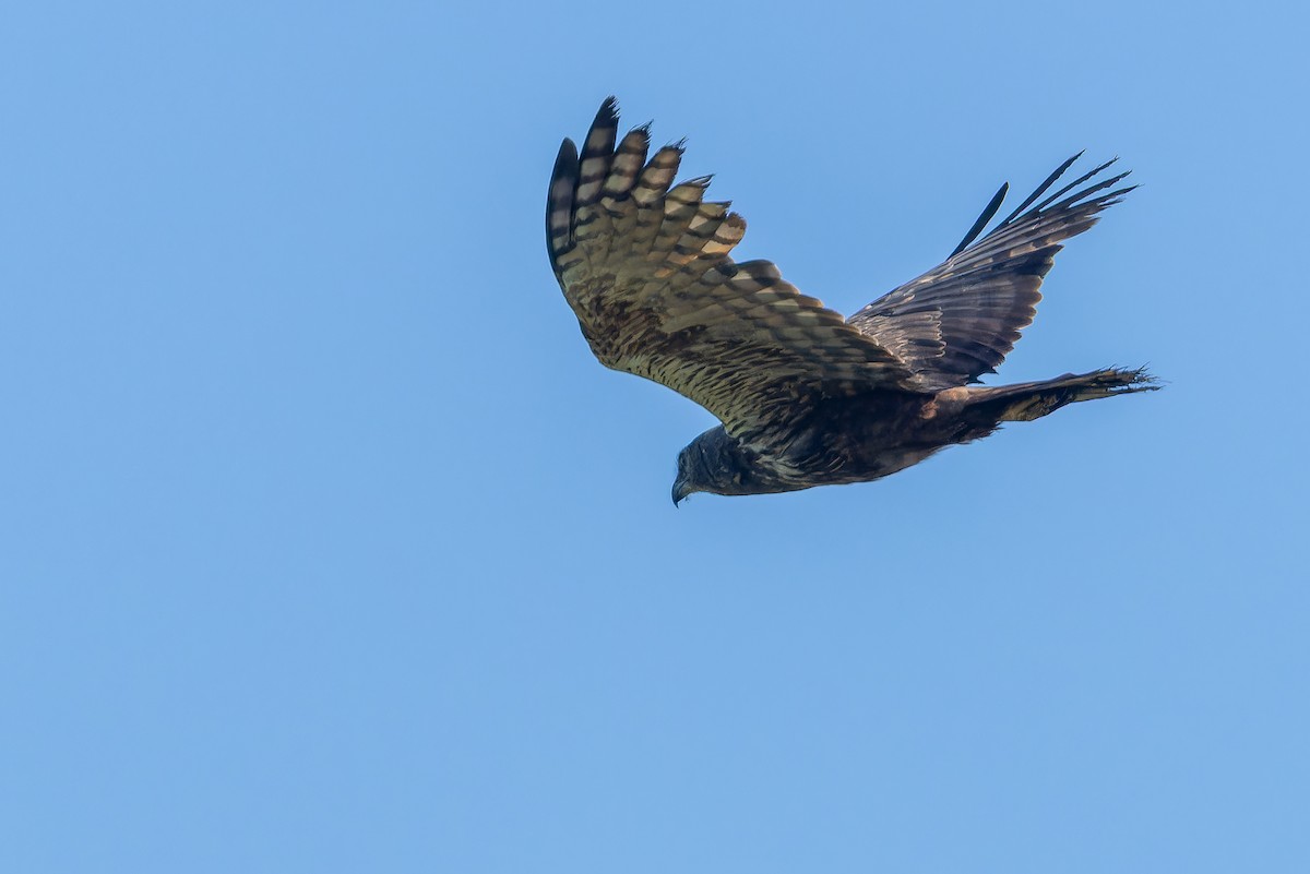 African Marsh Harrier - ML642367615