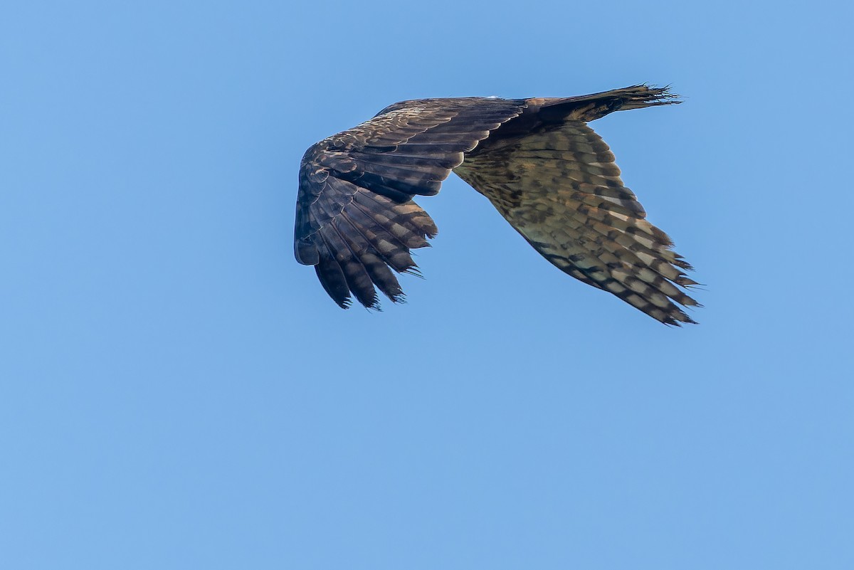 African Marsh Harrier - ML642367617