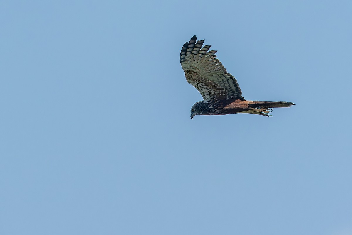 African Marsh Harrier - ML642367619