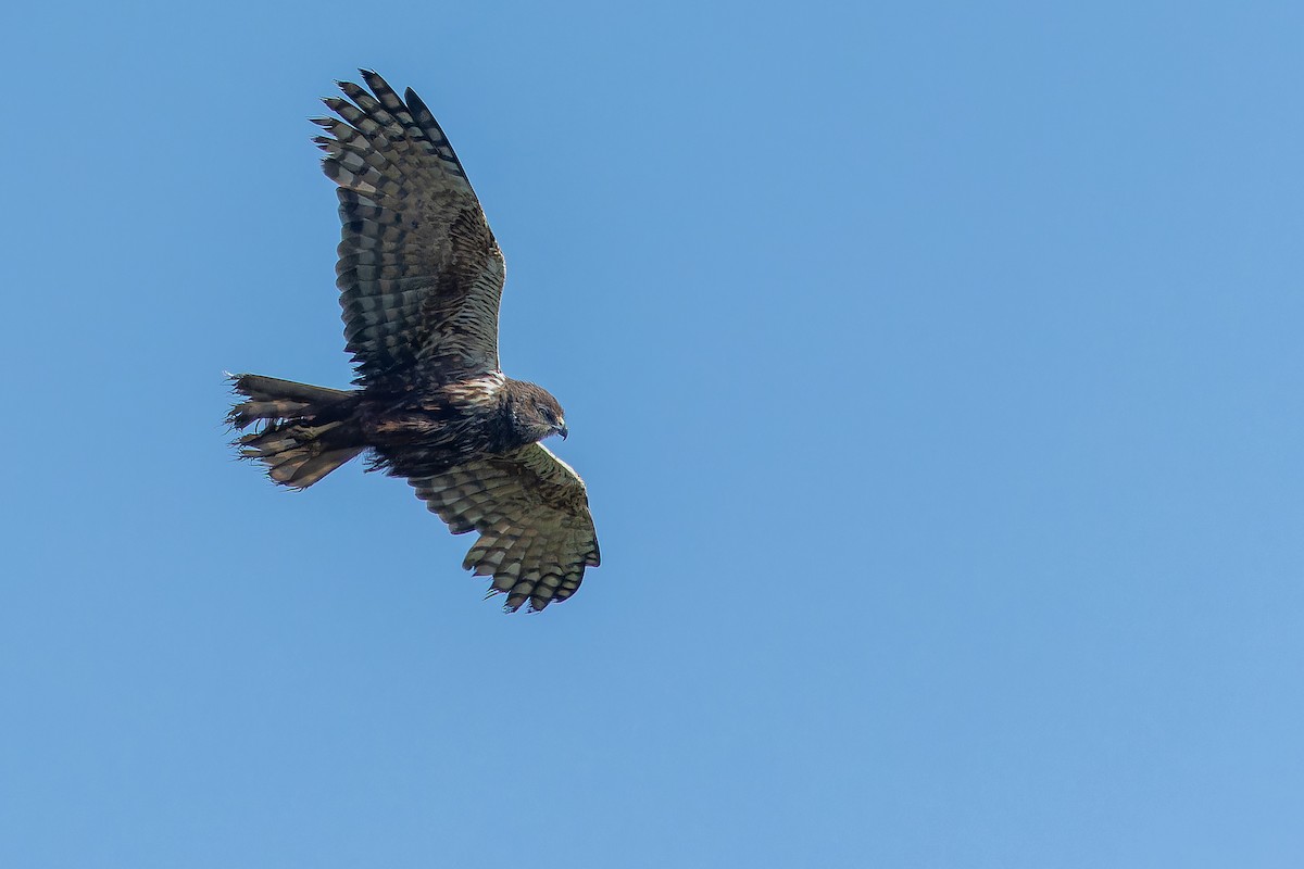 African Marsh Harrier - ML642367620
